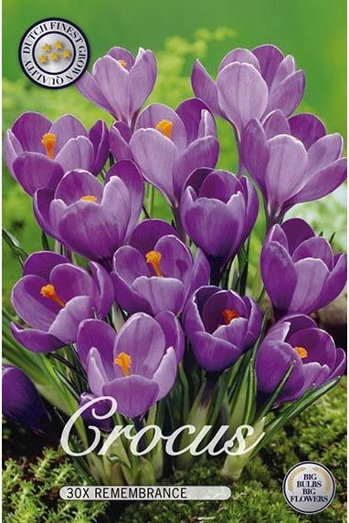 Crocus Remembrance 30-pakning